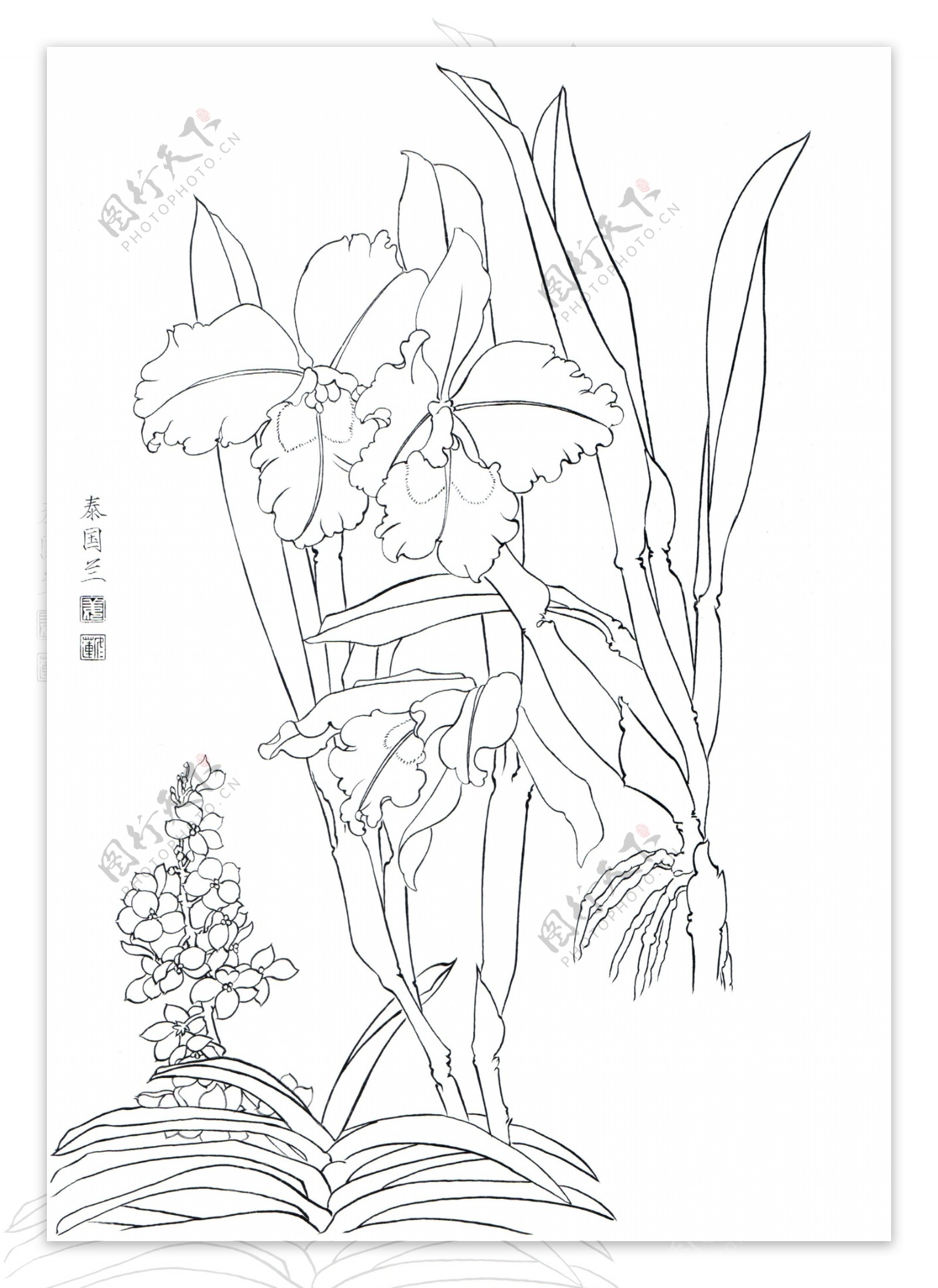 国画白描百花线稿泰国