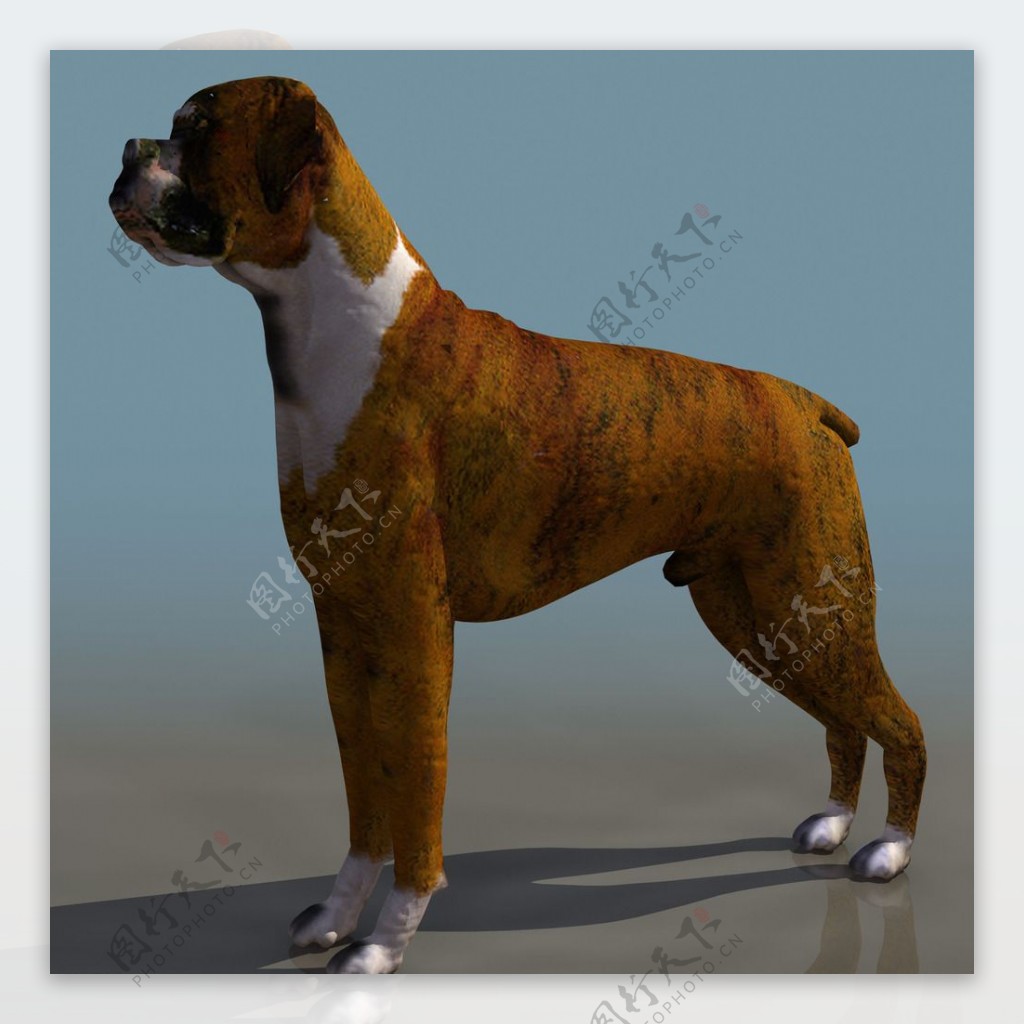 BOXER狗3d模型图片