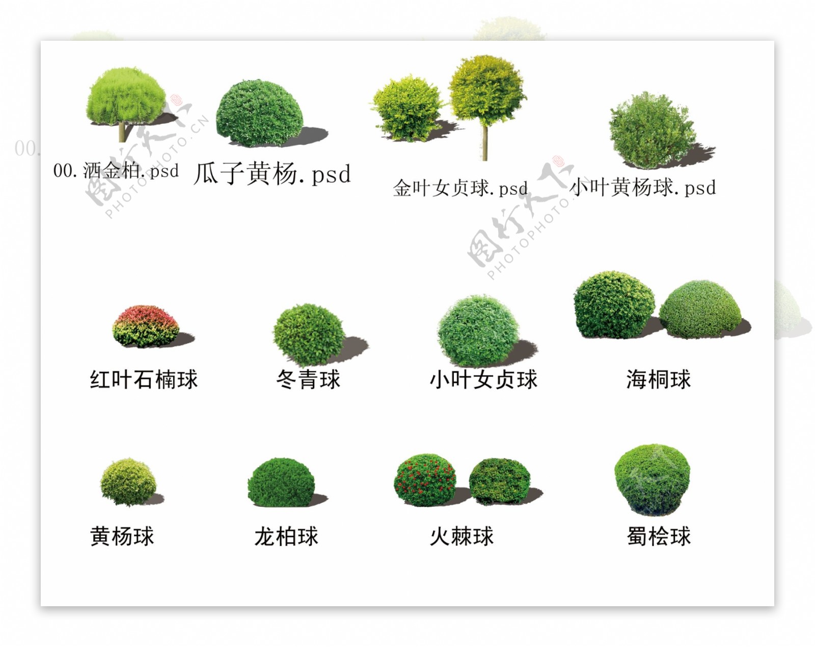 园林绿化常用球类图片