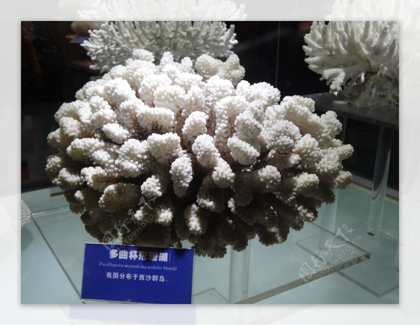 多曲杯形珊瑚图片