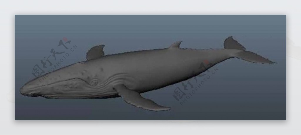 鲸鱼模型
