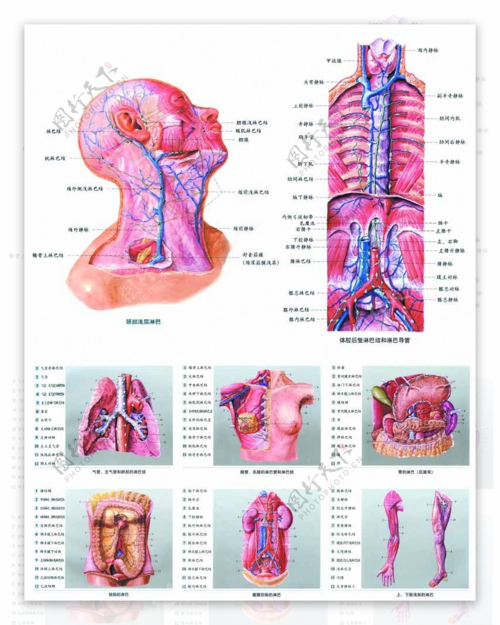 医疗人体组织器官消化器官科普插画图片-千库网