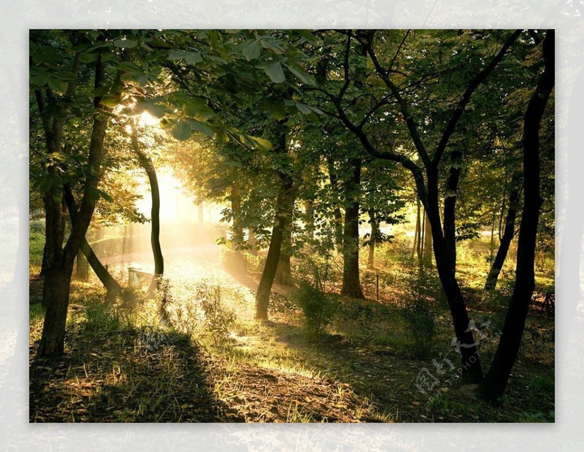 午后阳光森林风景意境图片素材下载