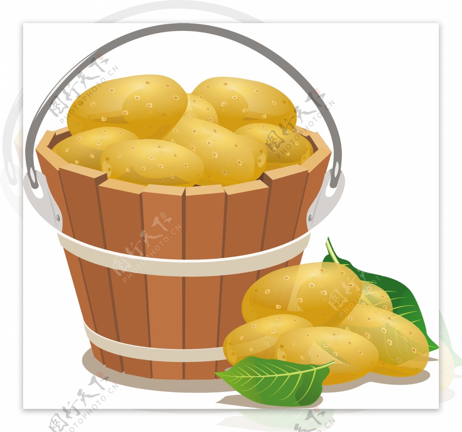 马铃薯图片