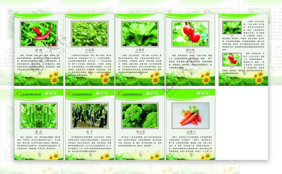 蔬菜王国图片