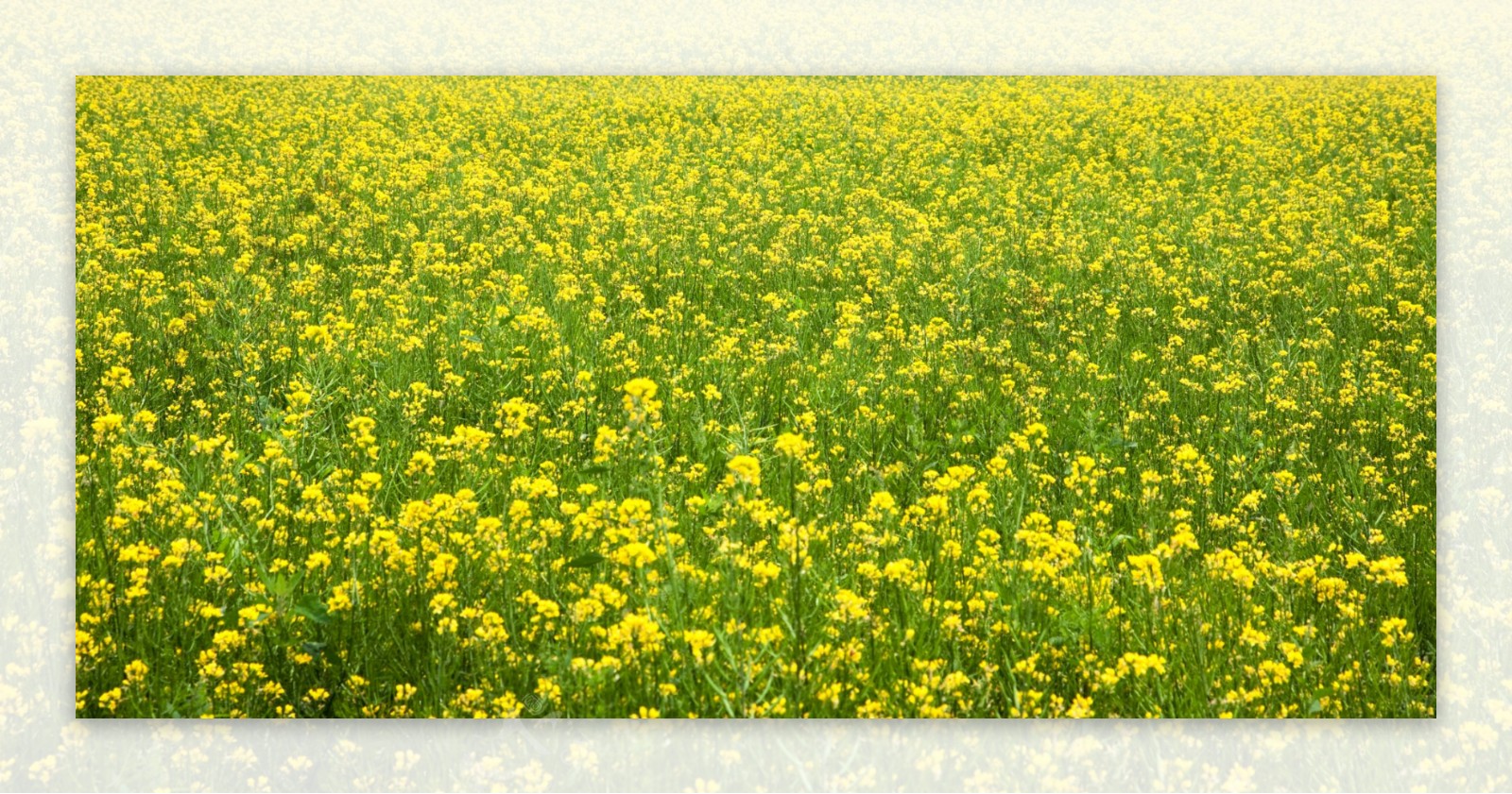 油菜田油菜花图片