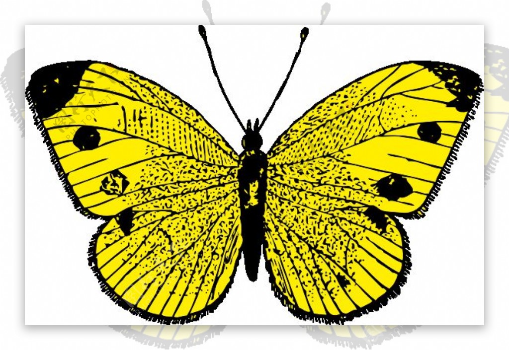 黄蝴蝶夹艺术