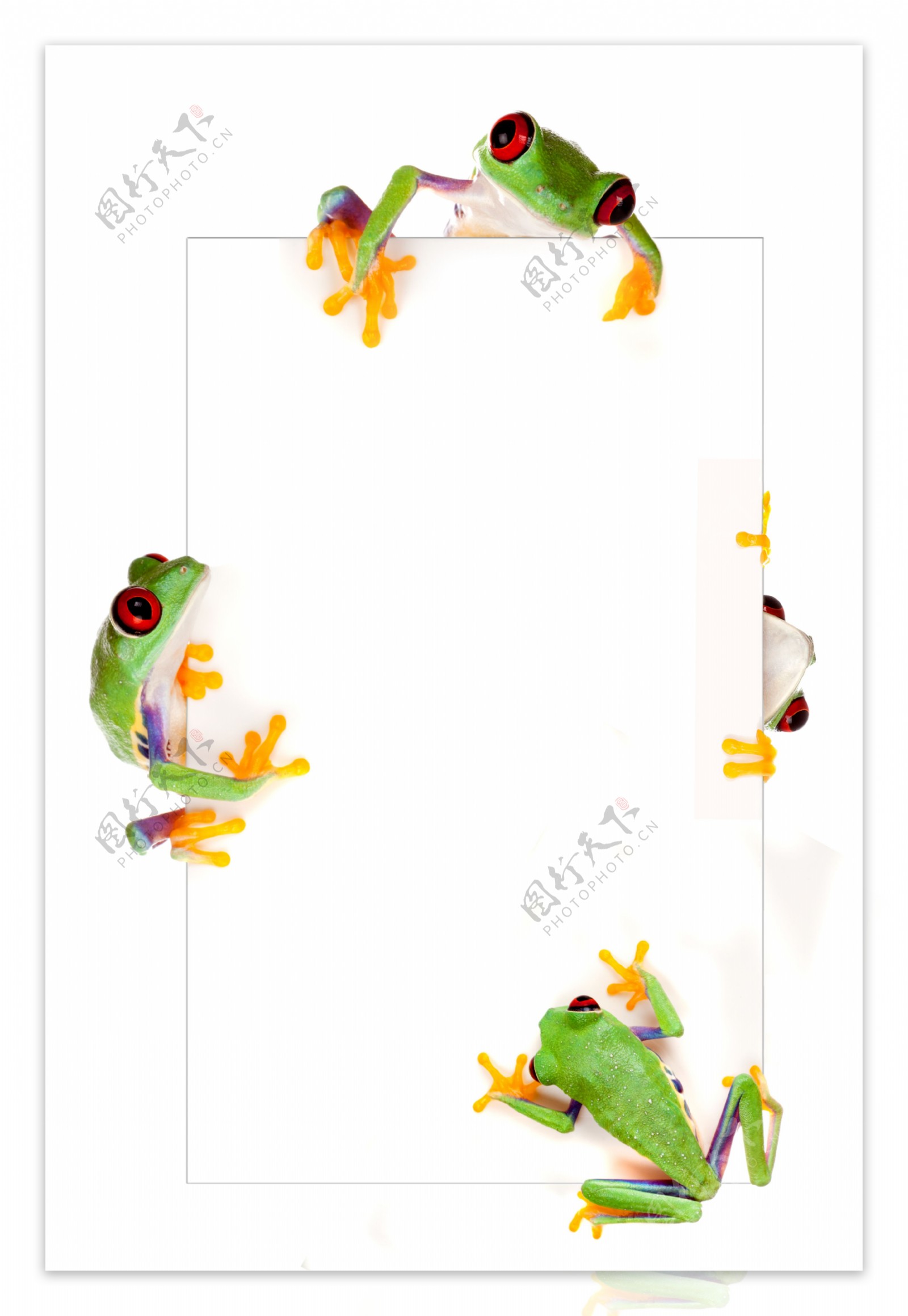 广告牌上的青蛙图片