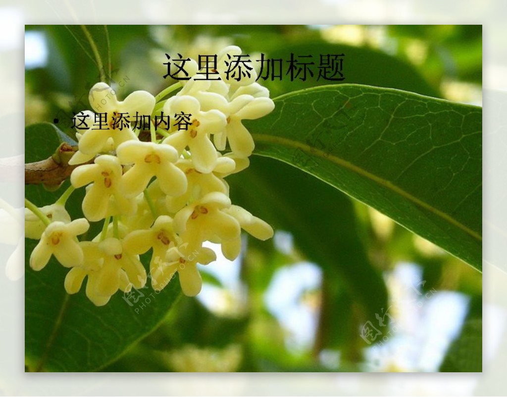 中秋植物桂花高清PPT7