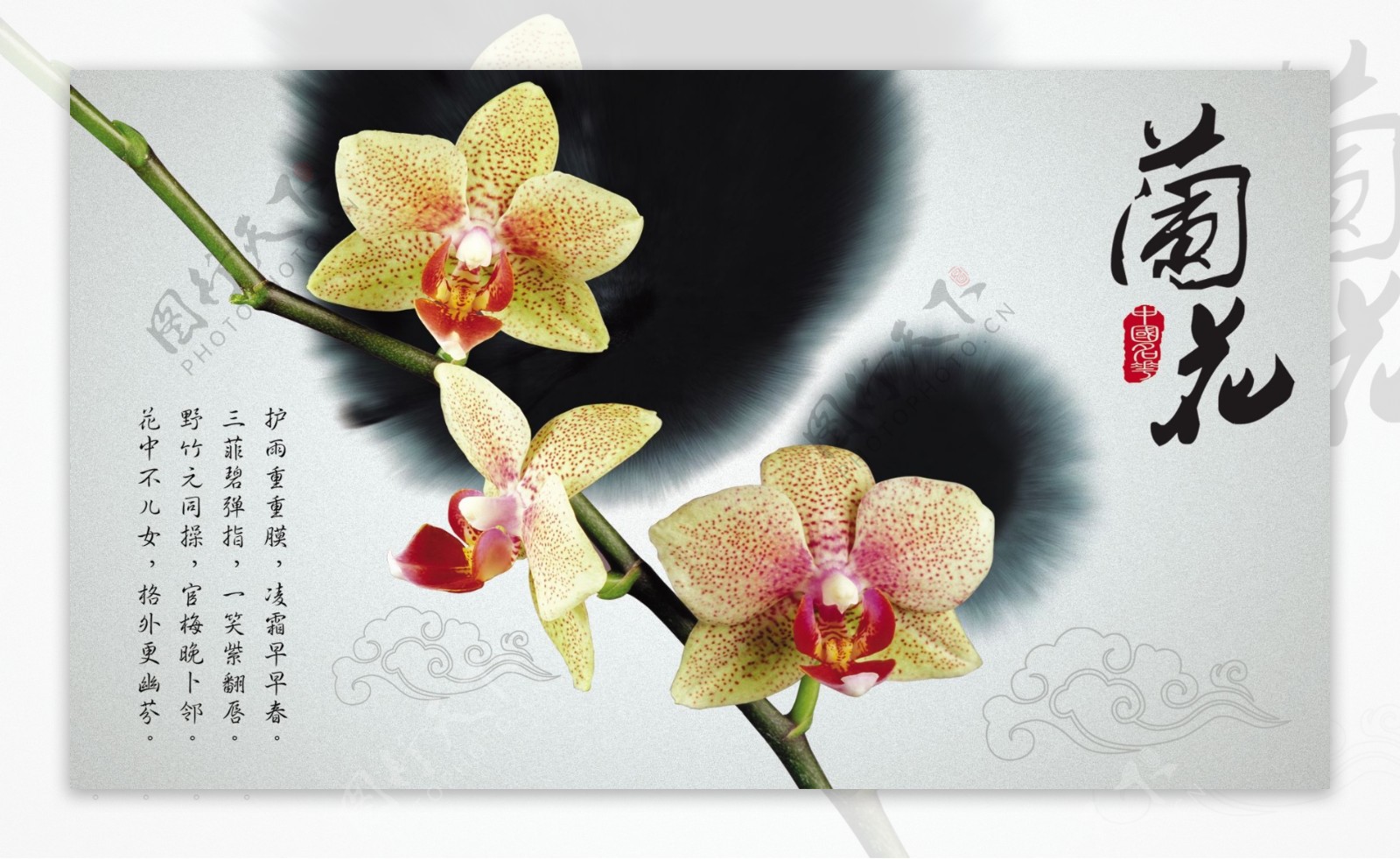 中国名花之兰花图片