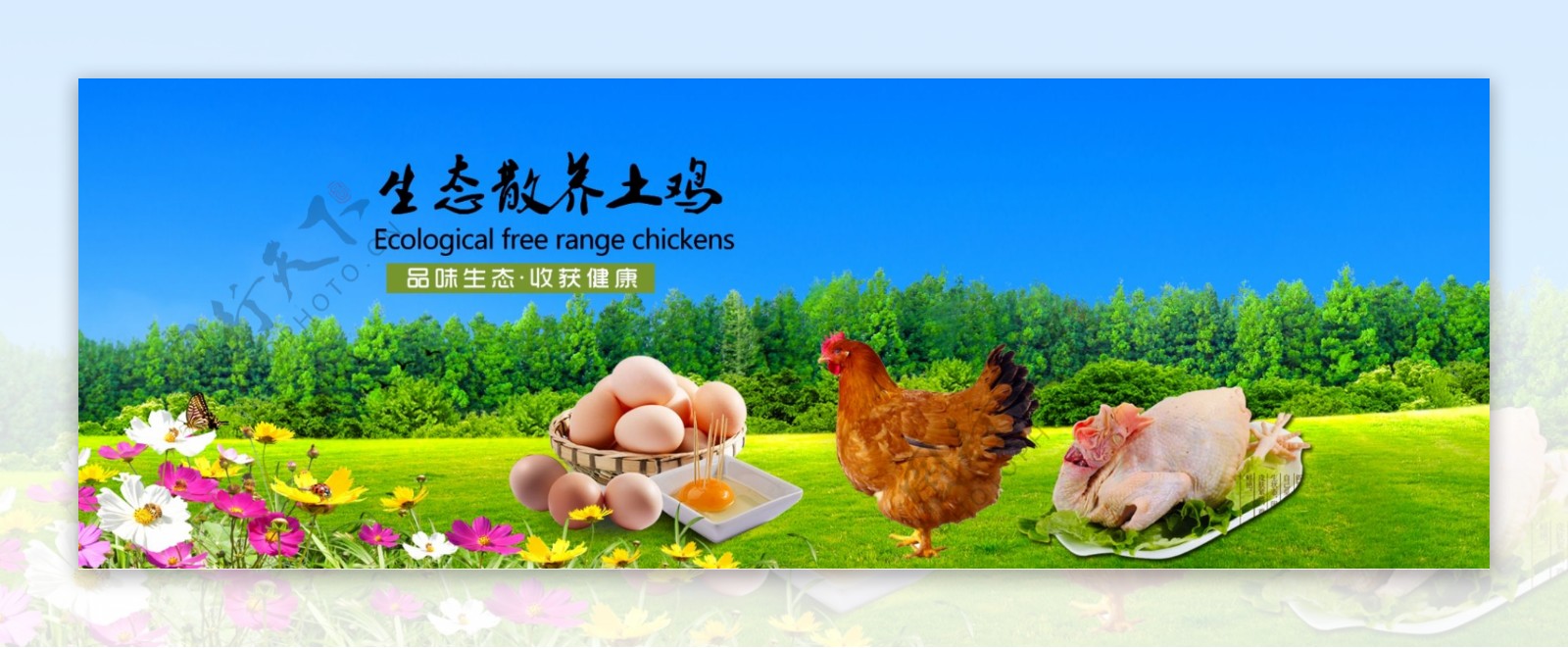 农产品土鸡海报广告