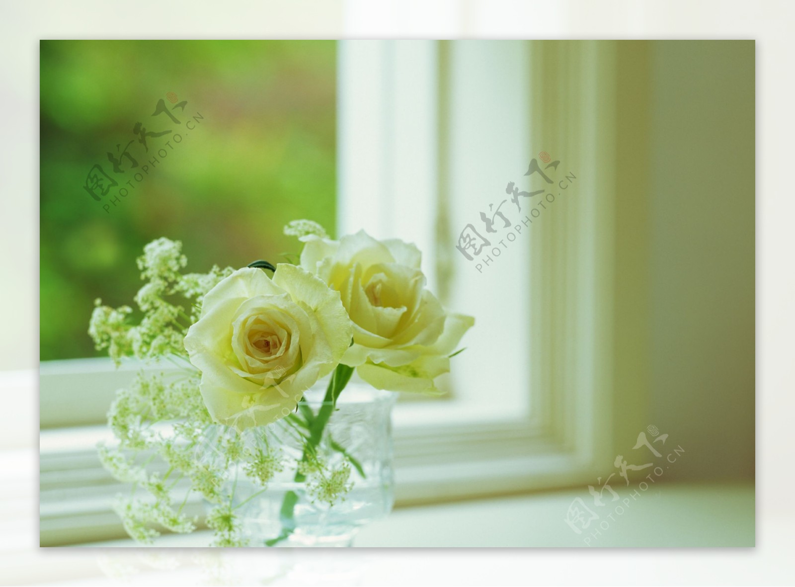 窗前清新淡雅玫瑰花图片