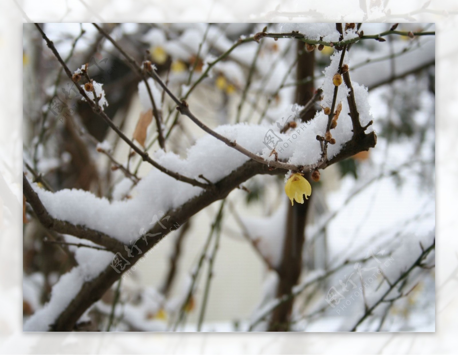雪景雪地树木枯树冰河风景自然景观自然风景摄影图库