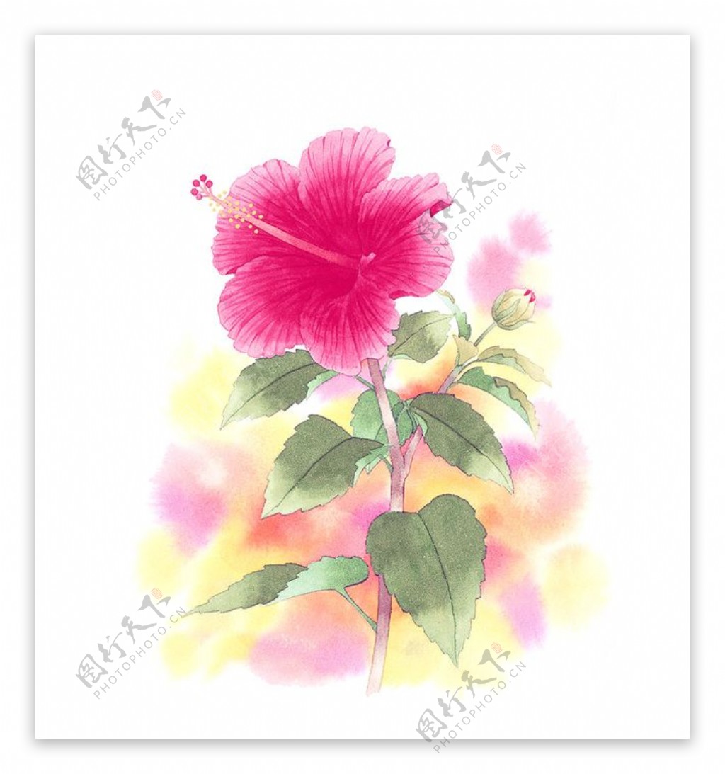 位图写意花卉艺术效果水彩花卉免费素材