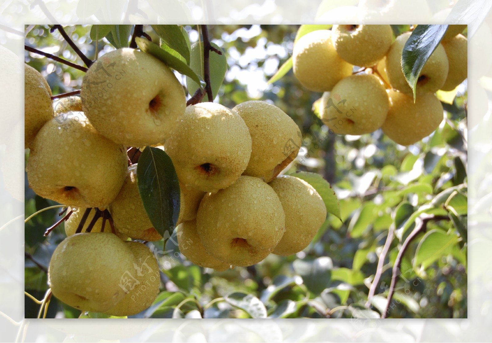 China Pear Imported Fruits Malaysia, Johor Bahru (JB), Skudai Supplier ...