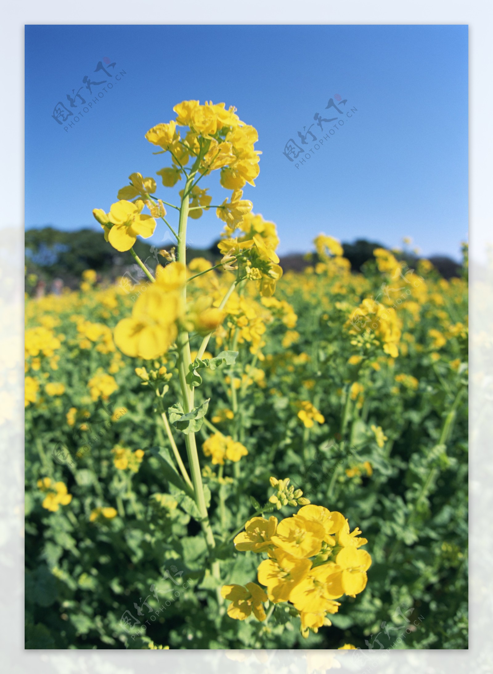 高清图库素材阳光鲜花