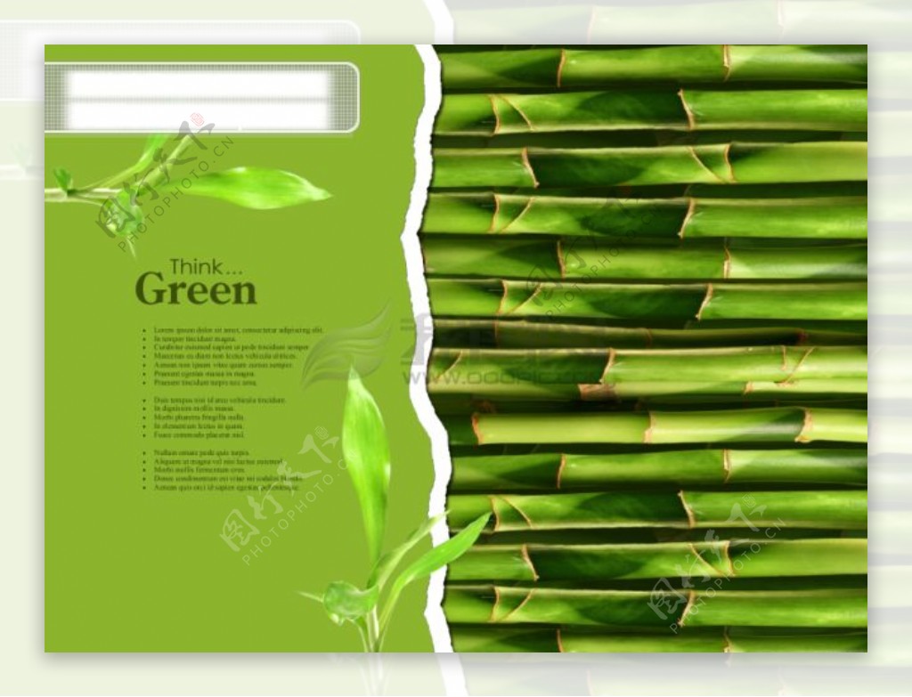 绿色植物竹子特写