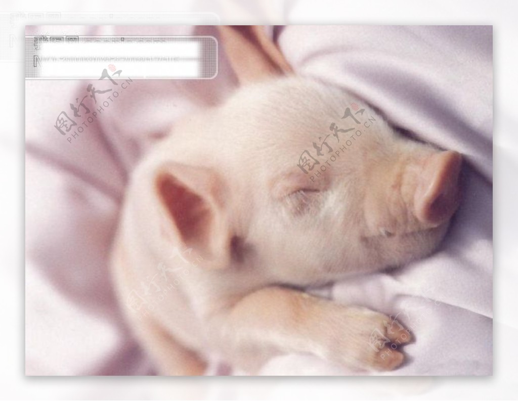 睡觉的小猪|平面|图案|zx苜蓿草 - 原创作品 - 站酷 (ZCOOL)