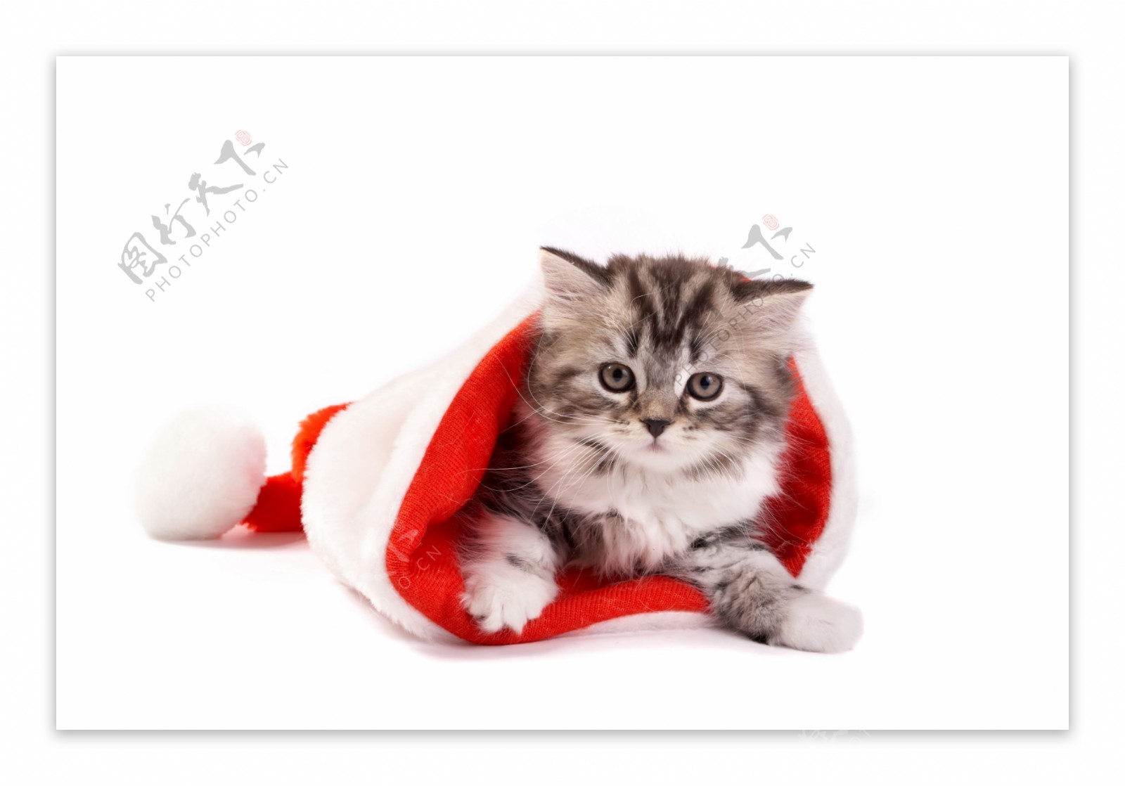 可爱的圣诞帽与猫高清图片