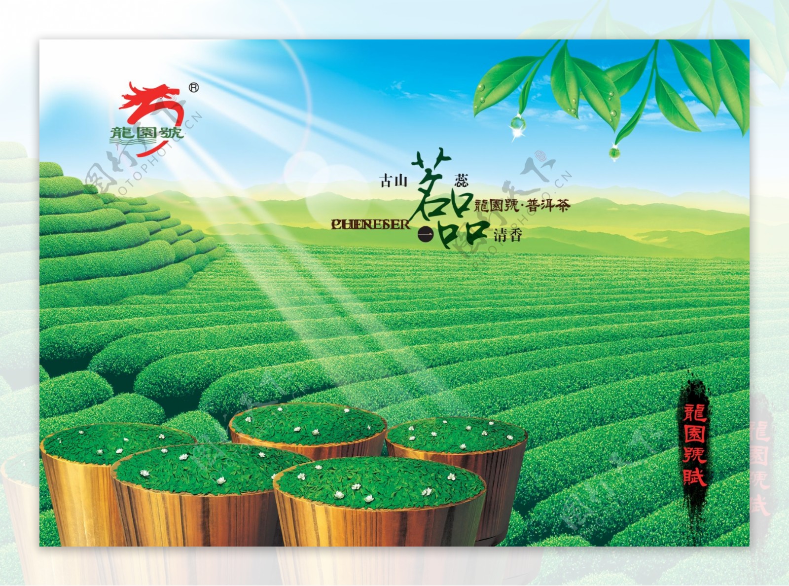 绿茶宣传页宣传单海报