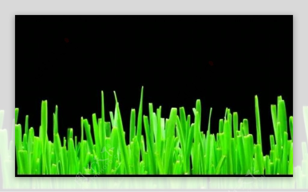 植物生长视频素材图片