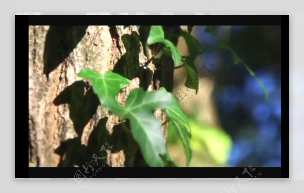 阳光绿叶树干视频素材