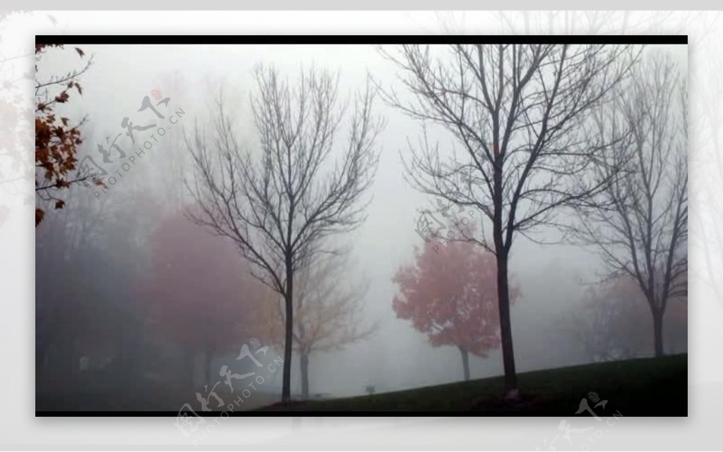 迷雾森林风景景色视频图片