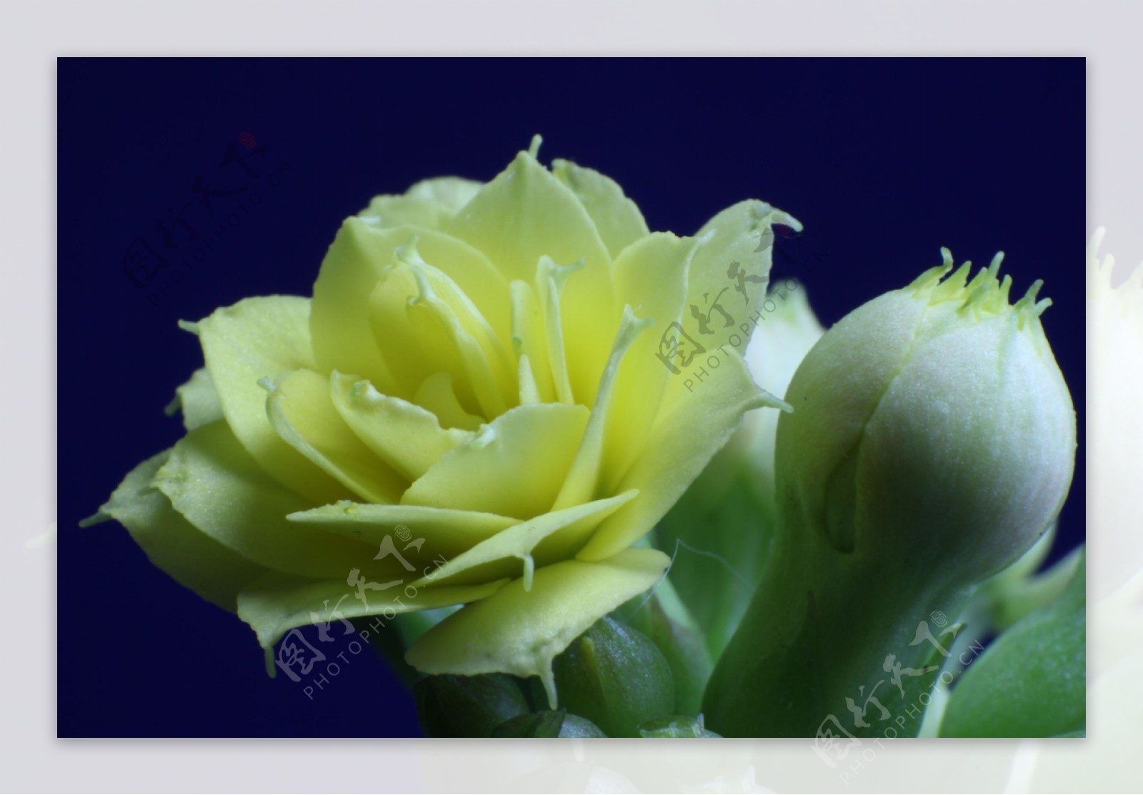 位图植物花朵玫瑰花写实花卉免费素材