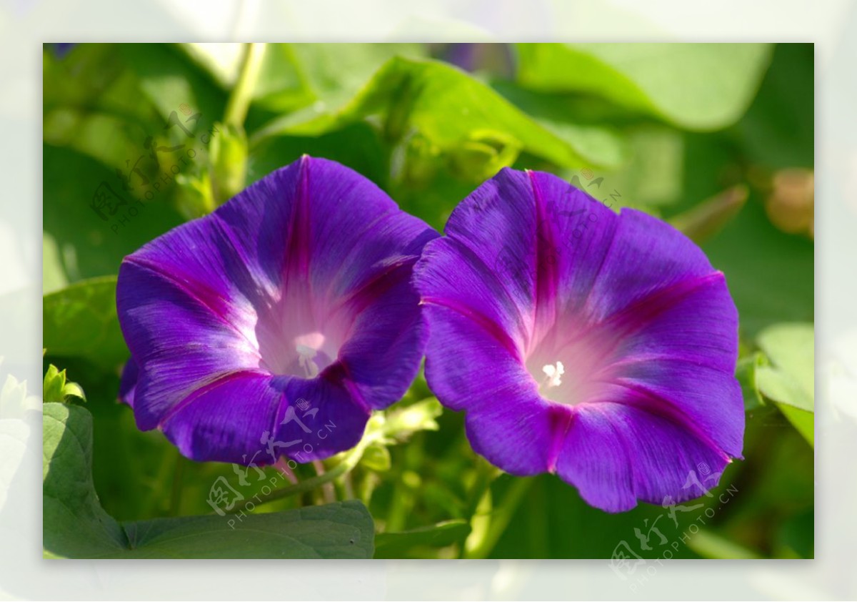 位图植物摄影植物花卉免费素材