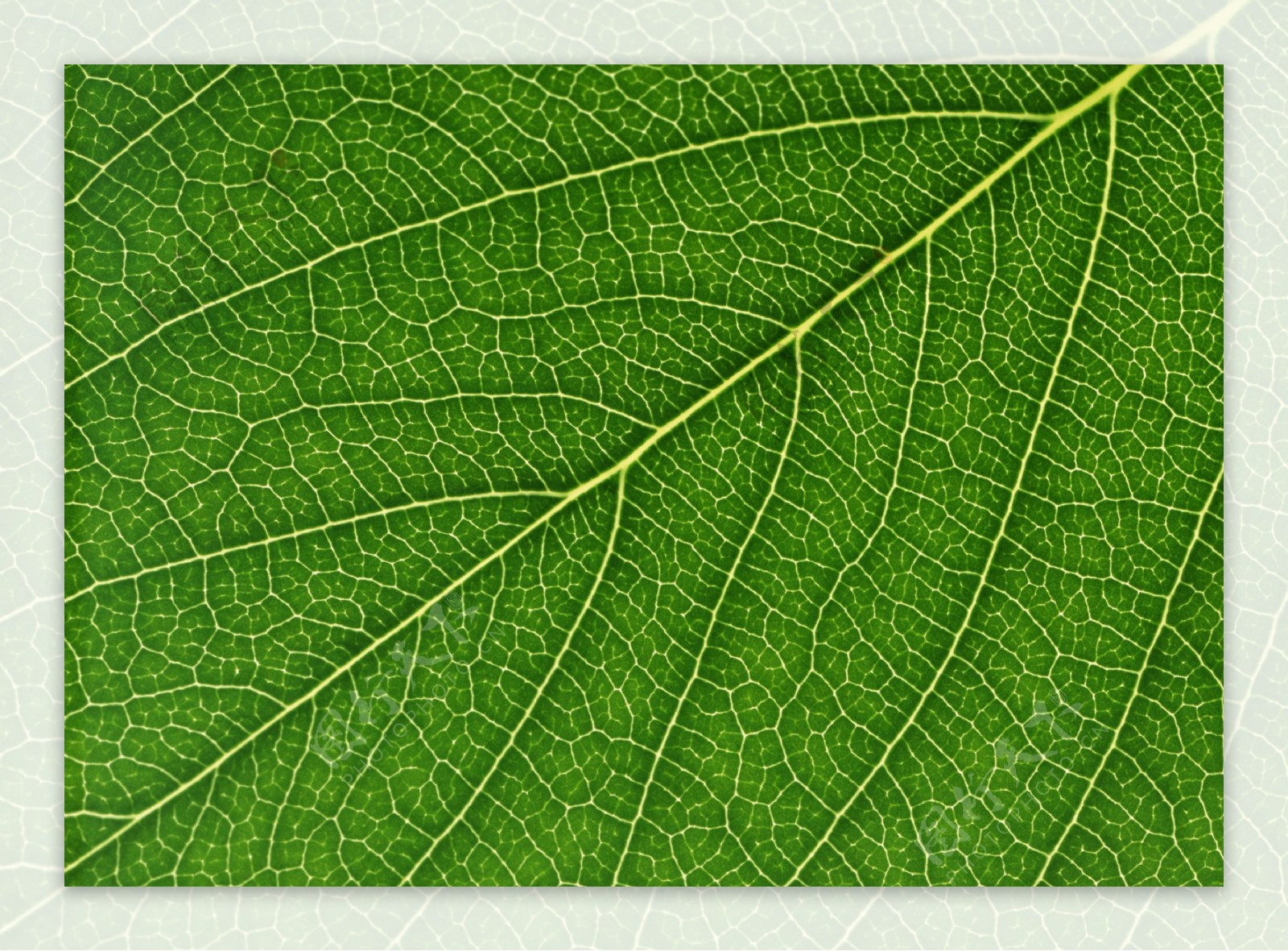 树叶叶脉叶子设计图片素材图库下载