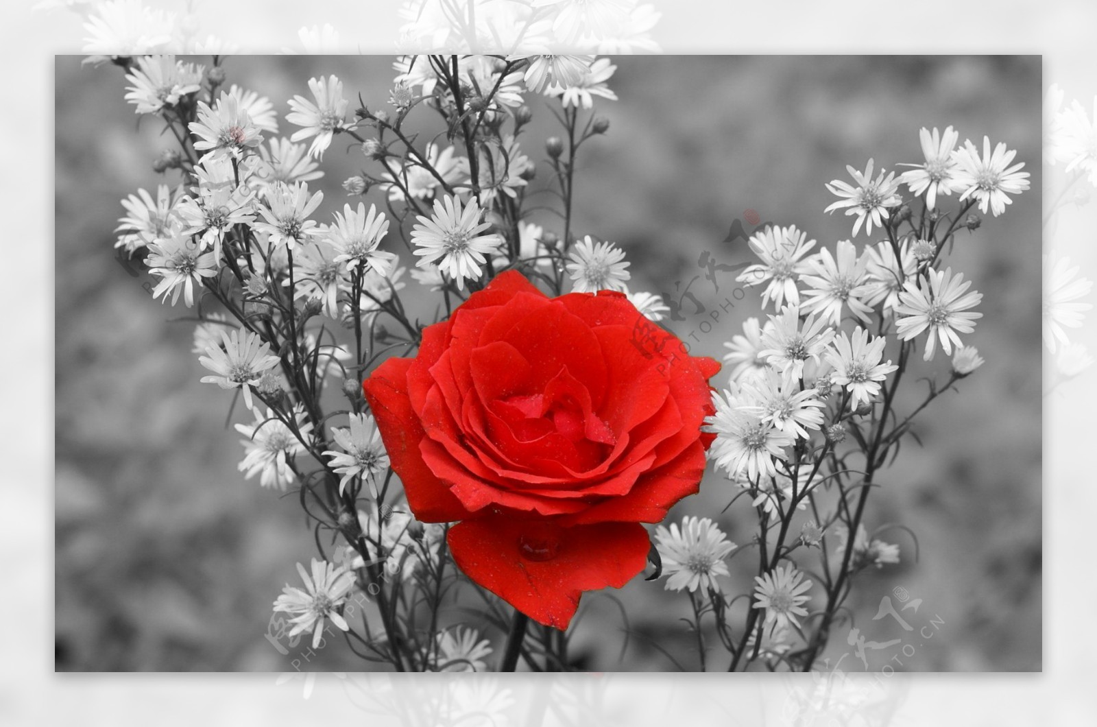 颜色的红玫瑰