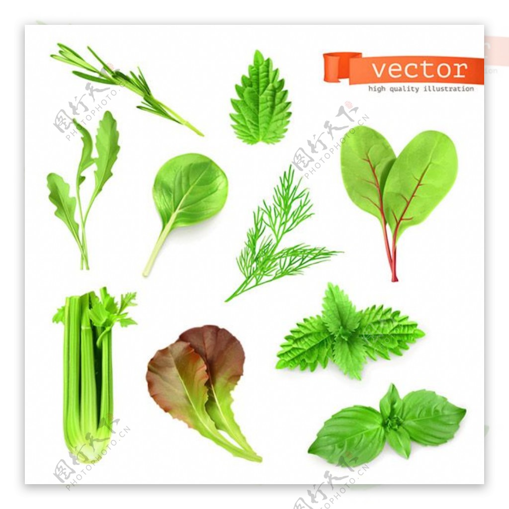 蔬菜叶子设计矢量图