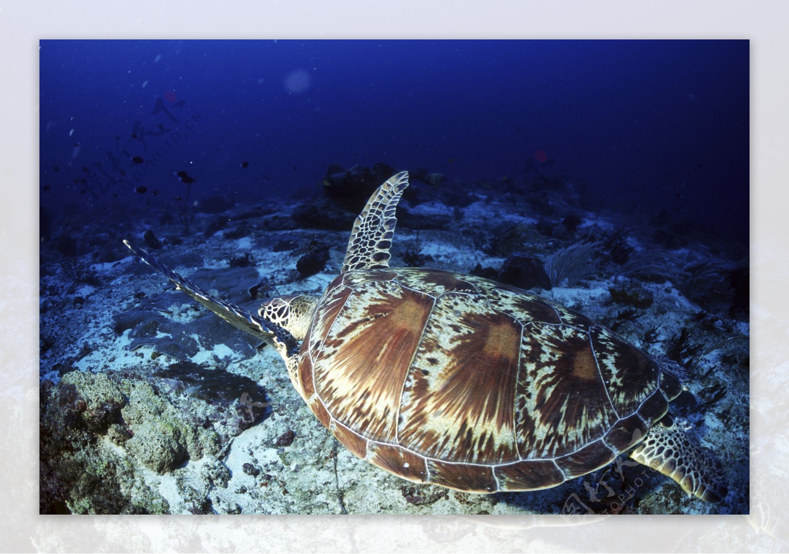 深海海底世界生物珊瑚鱼群潜水员探秘礁石安静海胆水母鱼海星