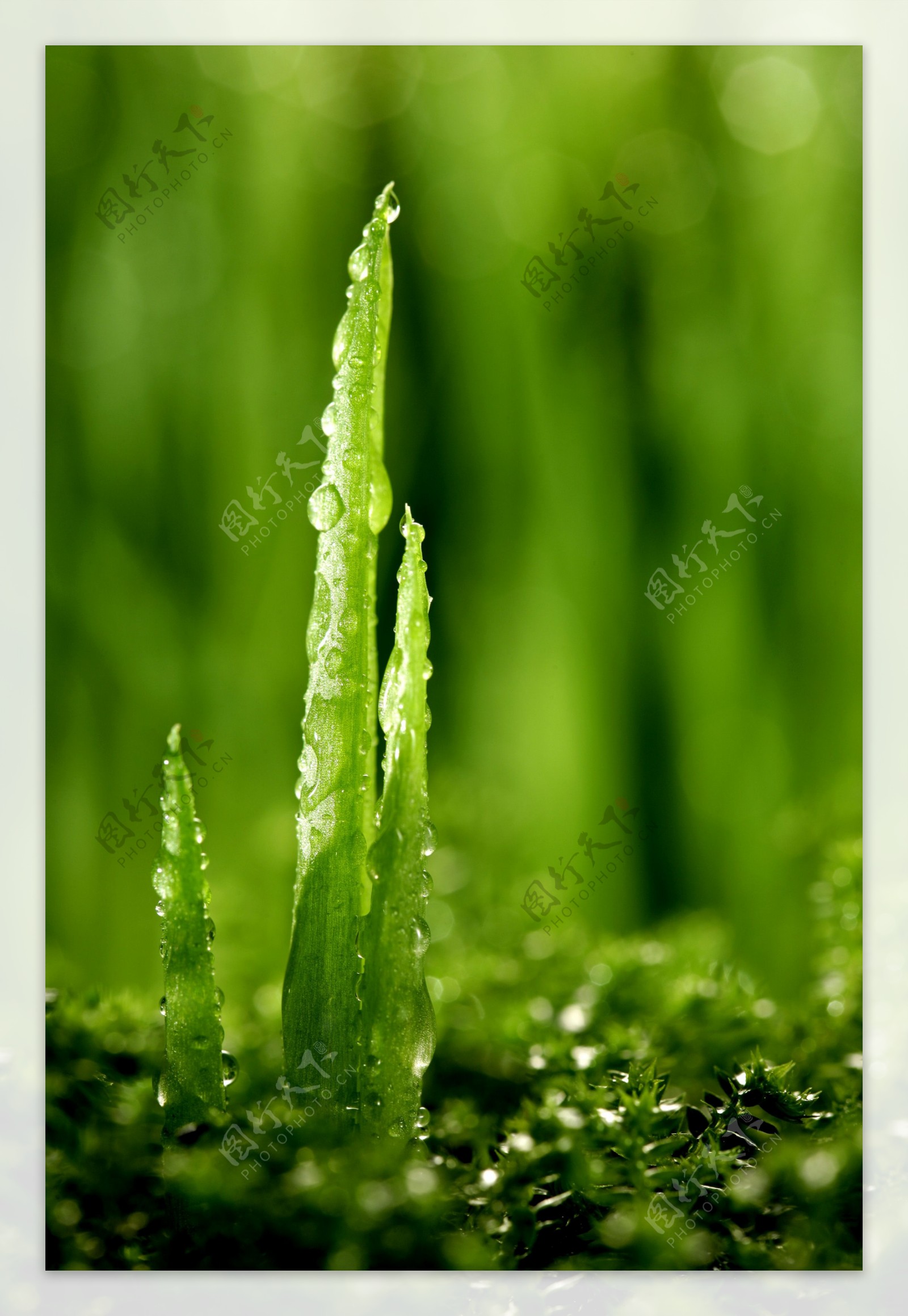 绿叶幼苗图片
