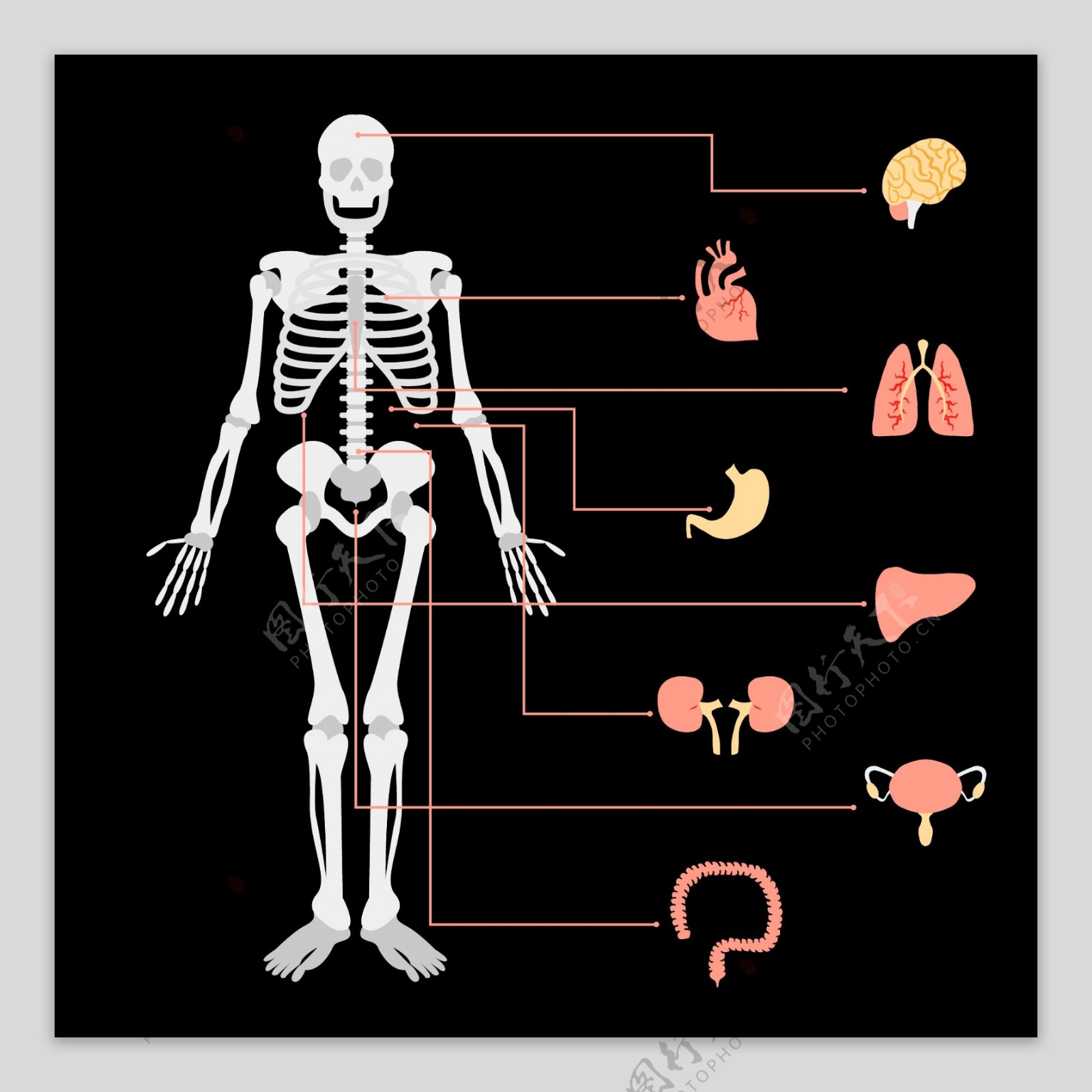 人体器官骨骼信息图