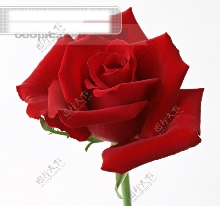 摄影图库鲜花特写玫瑰花头浪漫爱红色的玫瑰花
