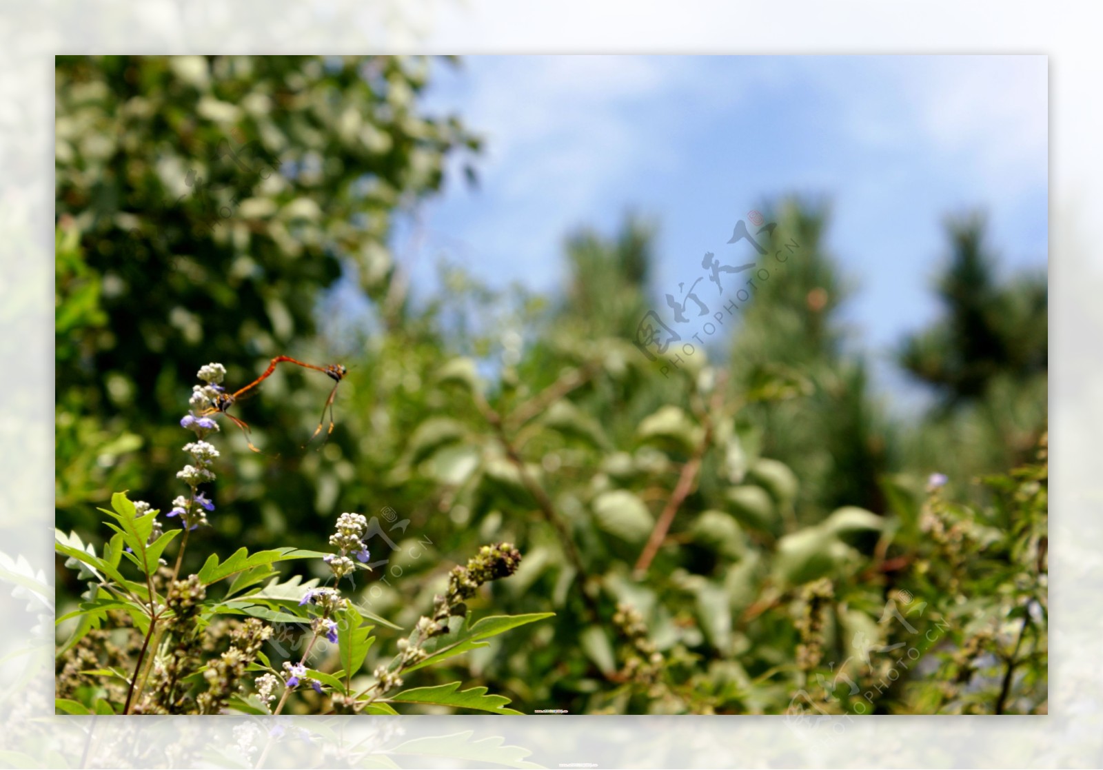 蓝天白云树木花丛中交配的蜻蜓图片