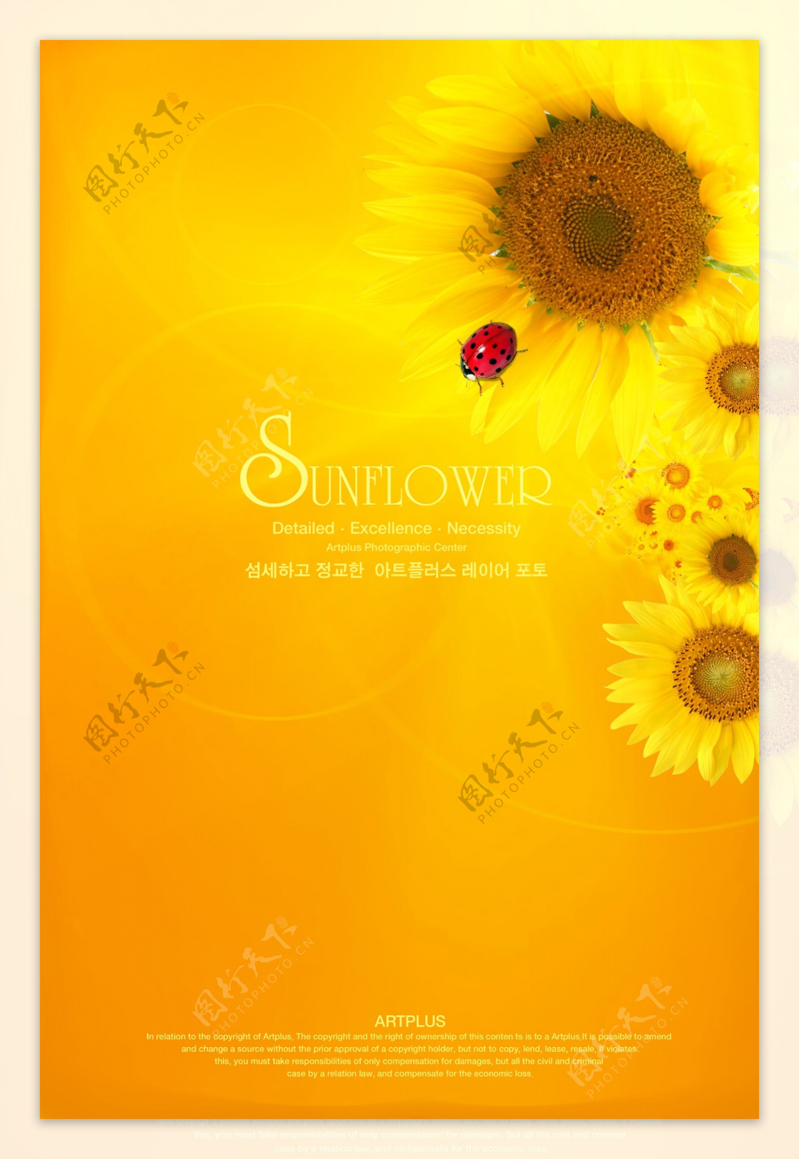 黄色花朵背景PSD下载