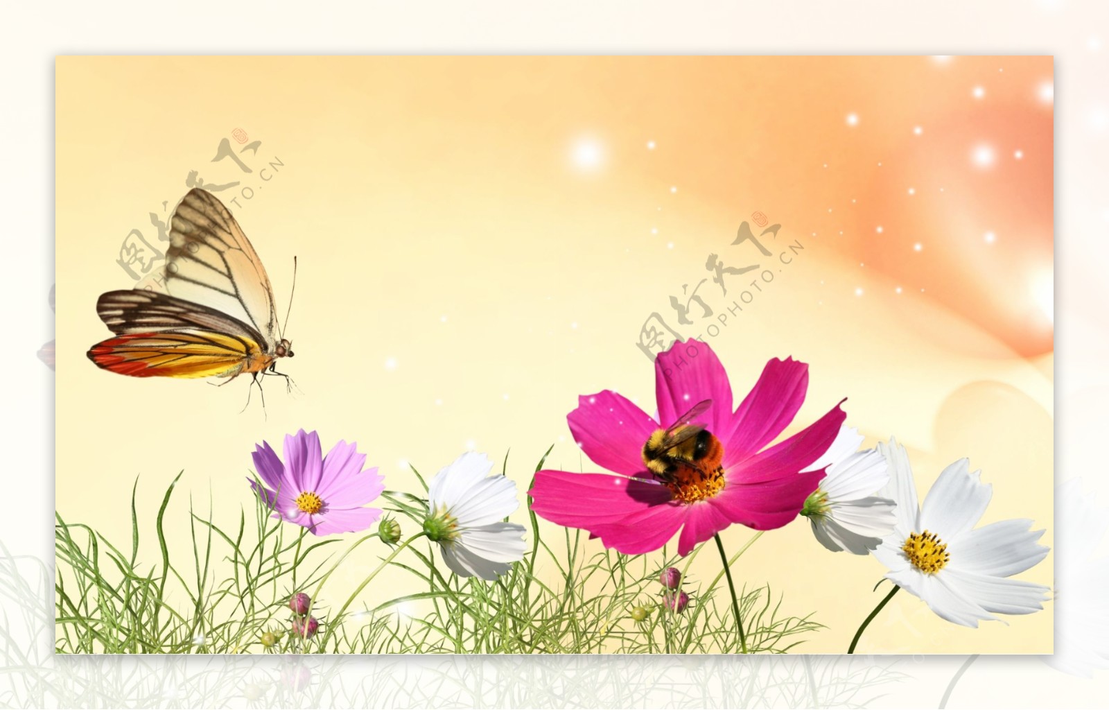 花朵蝴蝶素材PSD文件