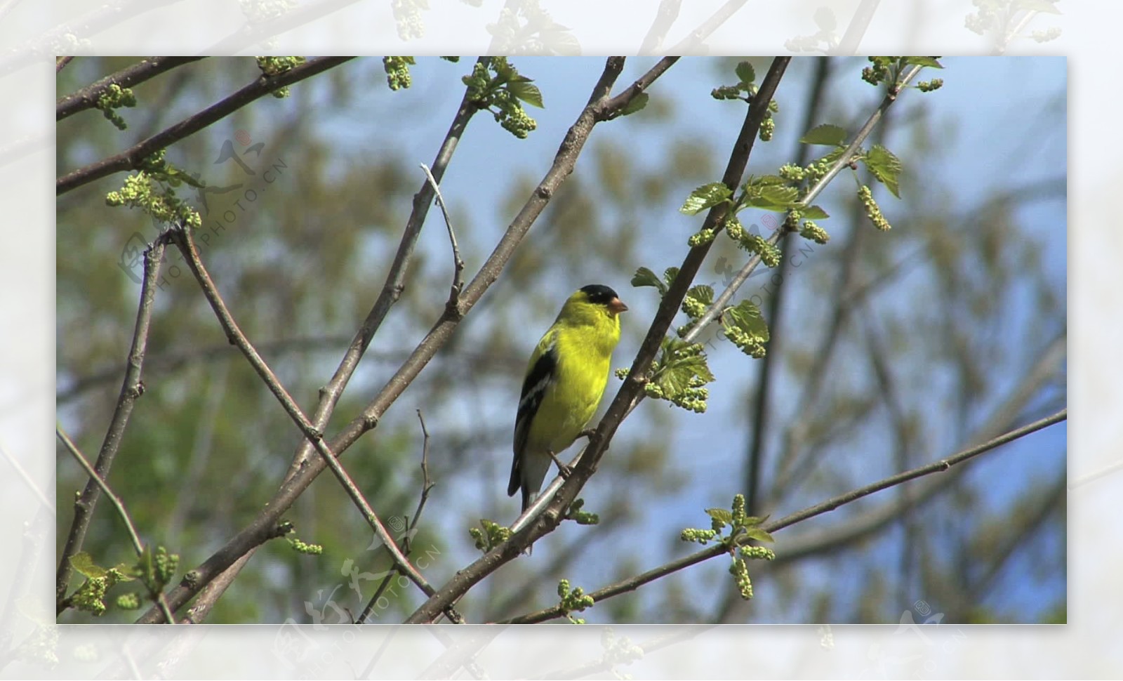 美洲金翅雀在春季苗木的录像视频免费下载