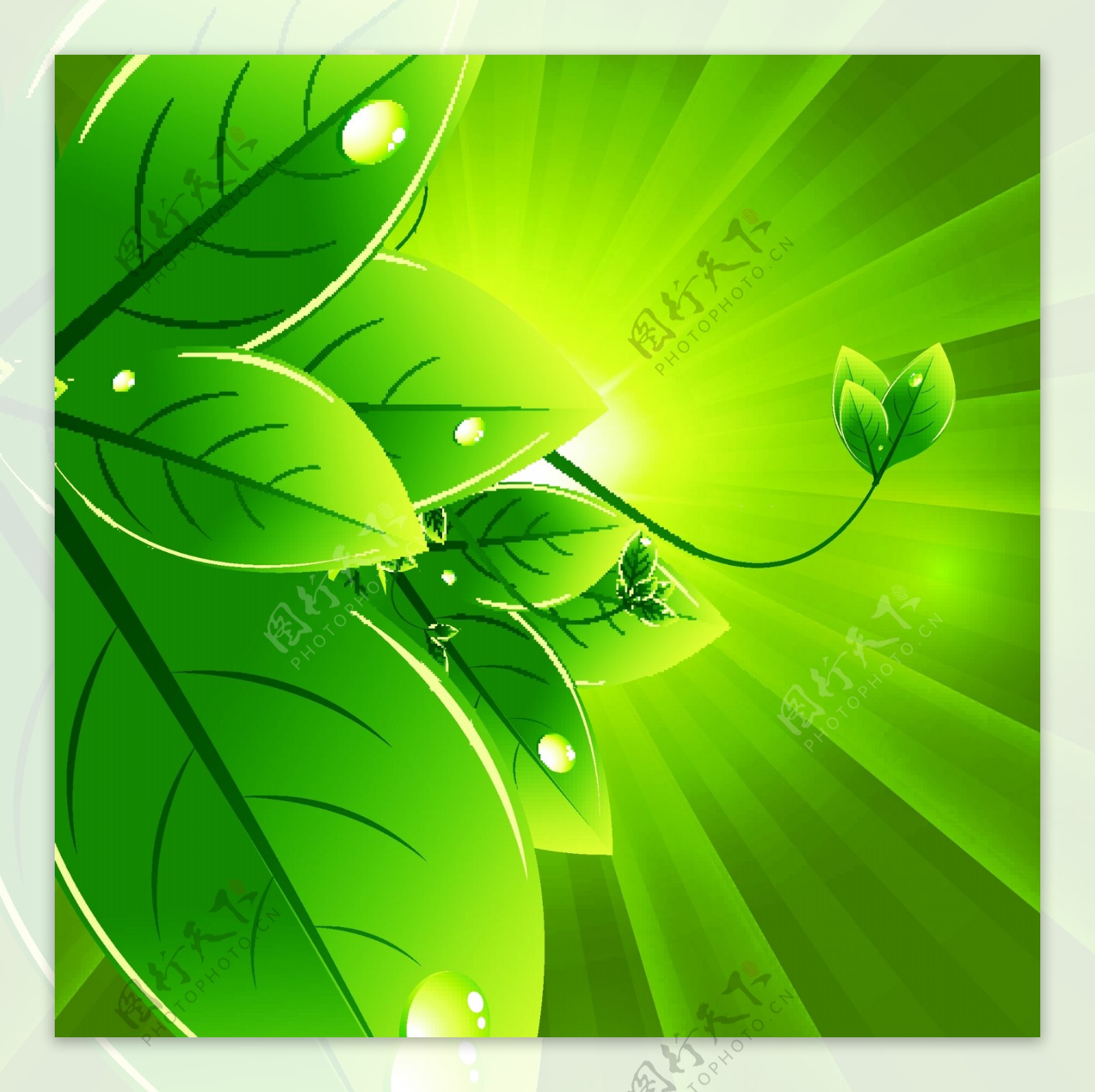 绿叶水珠水滴生态环保背景图片