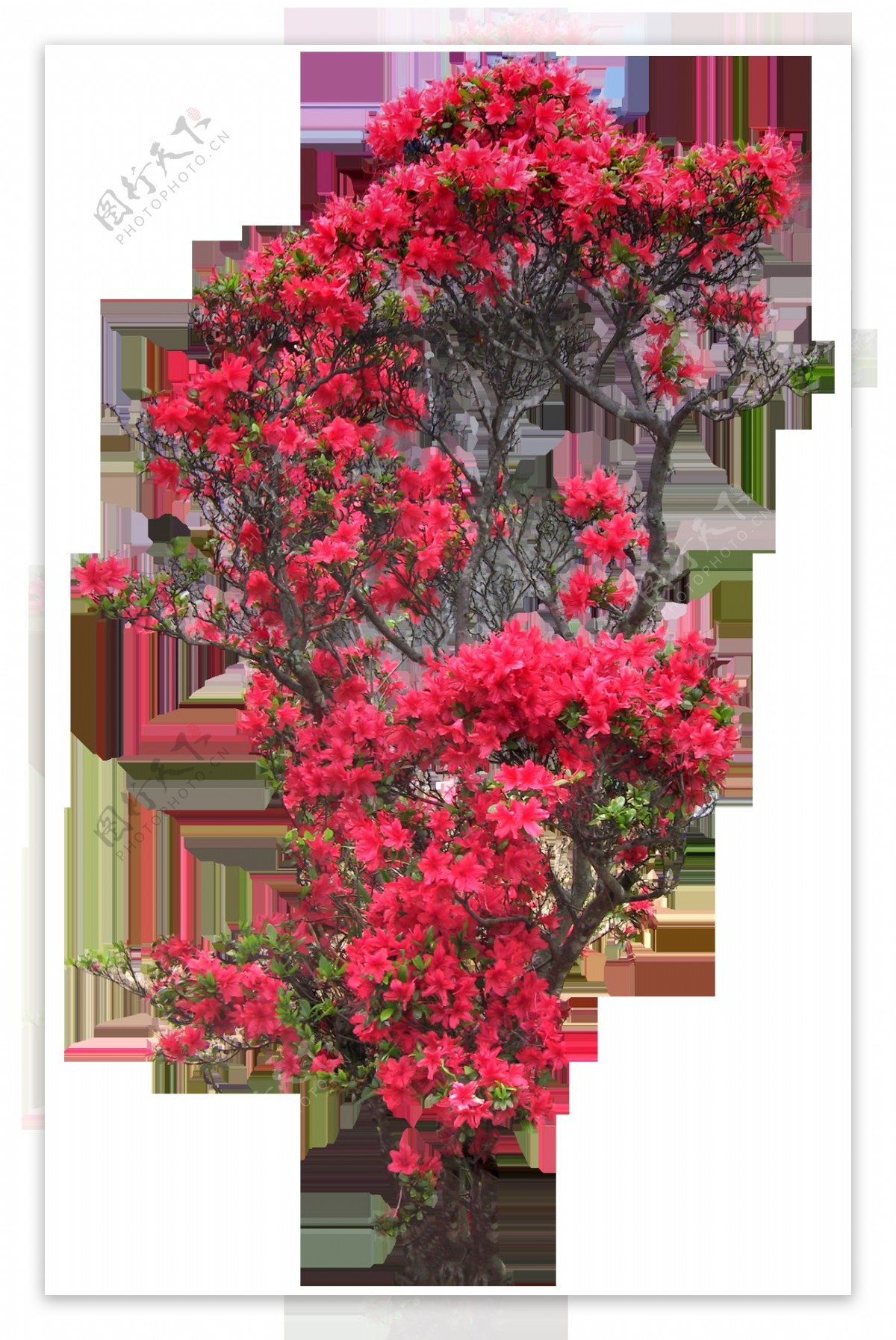 红色花树植物抠图素材