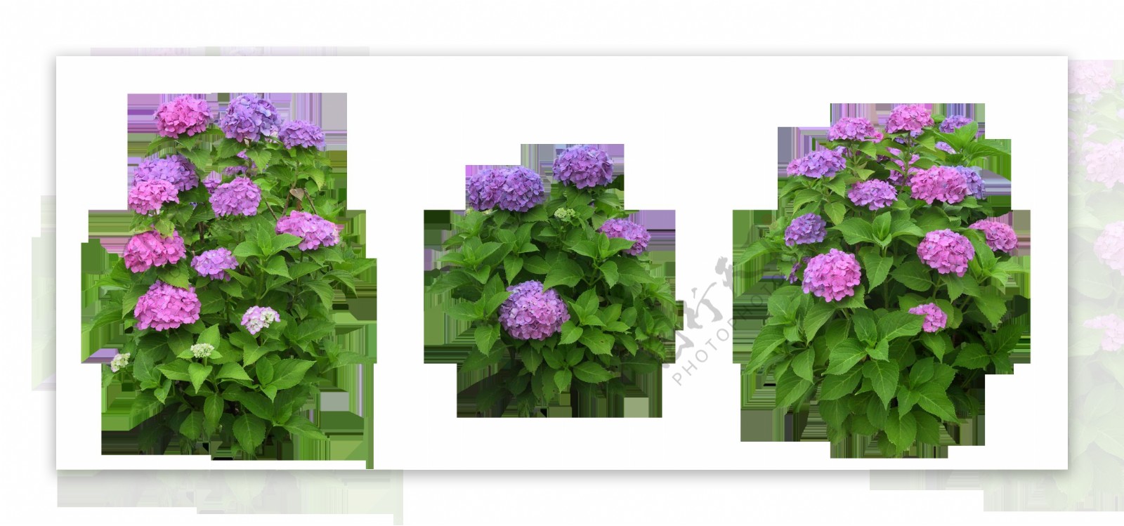 紫色植物花朵抠图素材