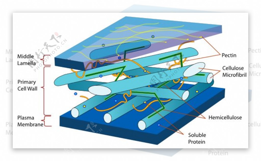 植物细胞壁在剪贴画的图
