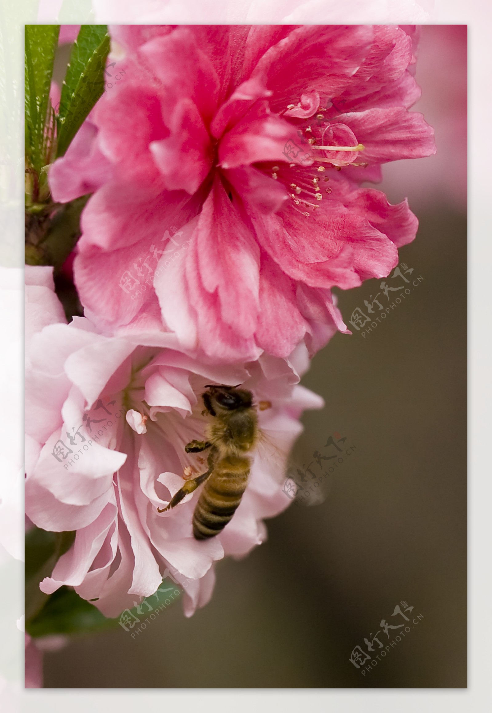 碧桃上的蜜蜂图片