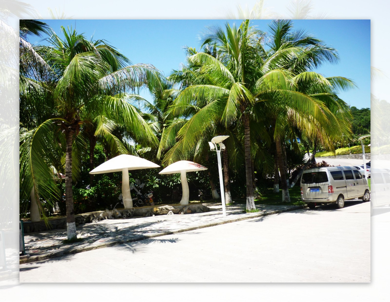 海南亚龙湾椰树图片
