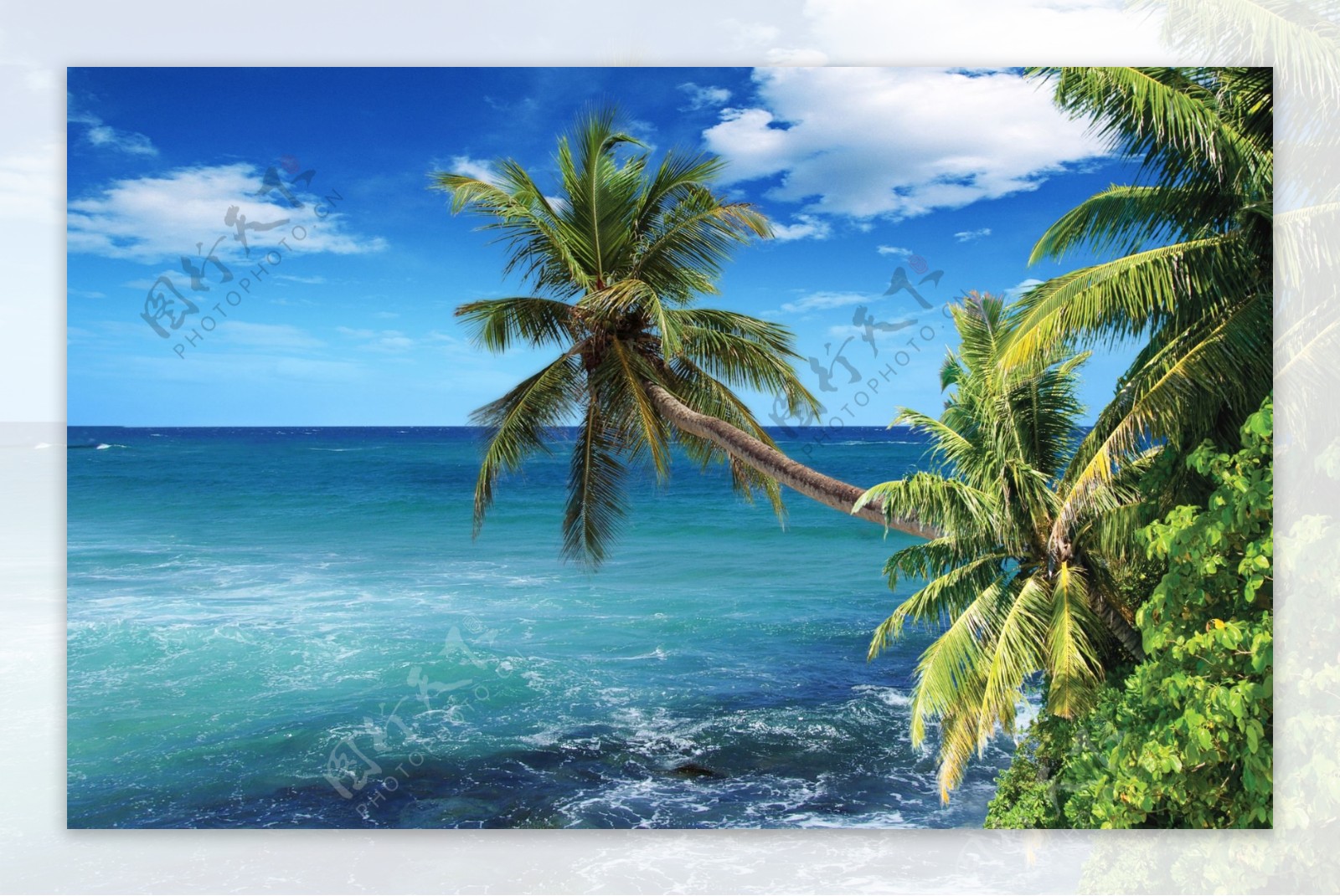 海滩椰树蓝天白云图片