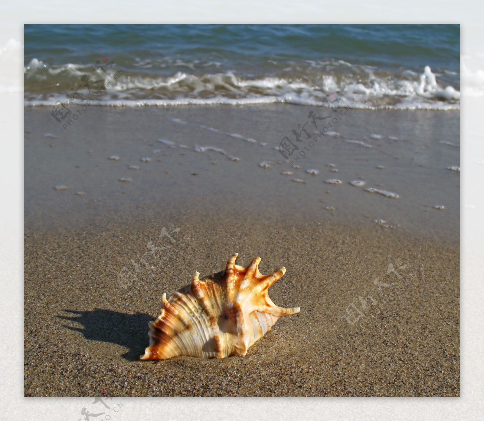 沙滩海螺图片