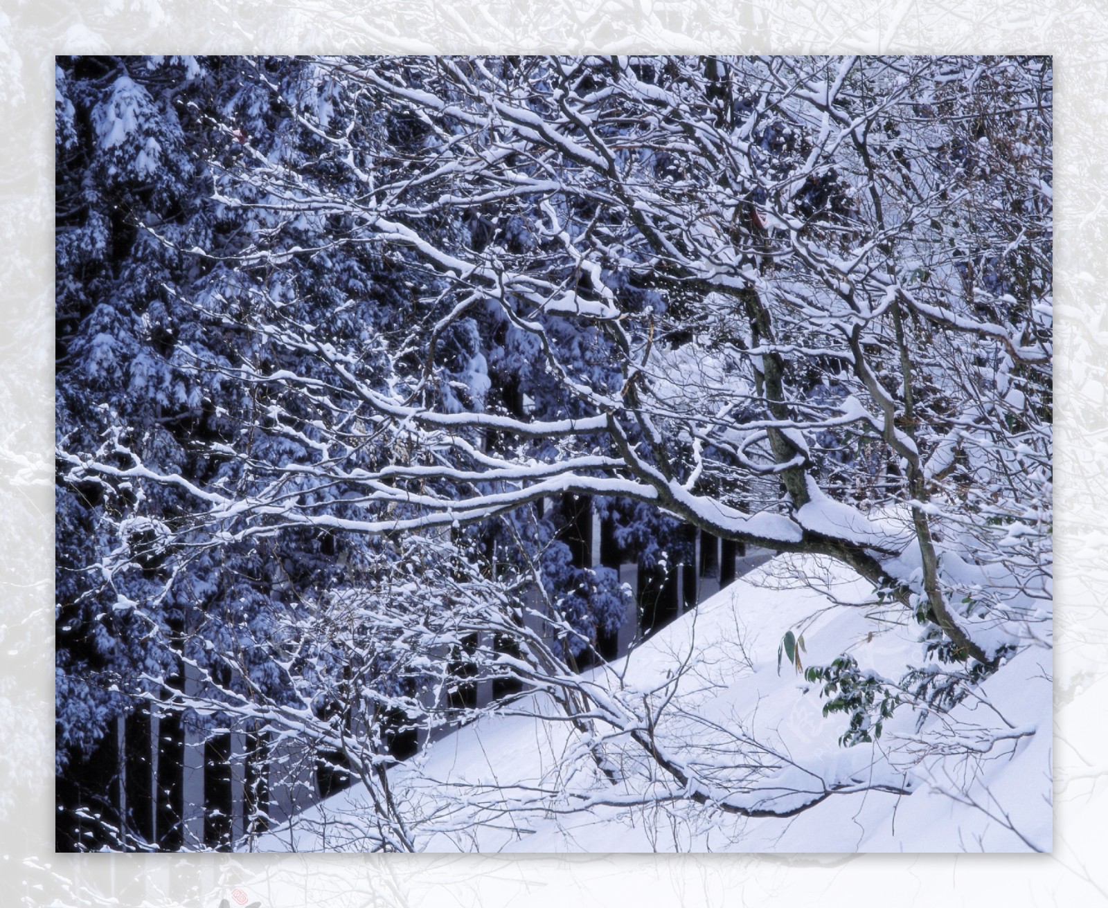 雪中不屈不挠的松树枝