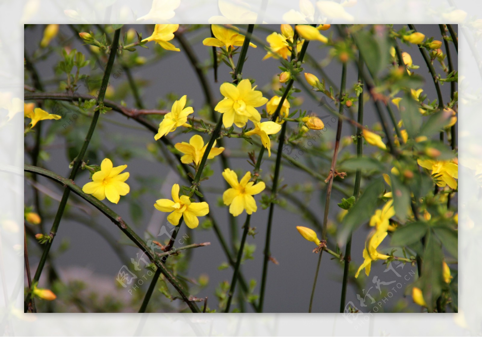 迎春花图片